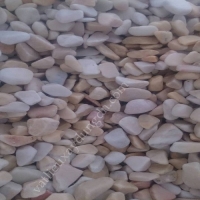 SỎI QUAY VÀNG TỰ NHIÊN